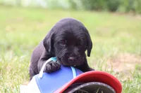 Bruno, a male Labrador Retriever for sale in Whittington, IL – 6 of 9