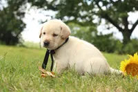 Tuxedo, a male Labrador Retriever for sale in Whittington, IL – 8 of 10