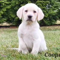 Cooper, a male Labrador Retriever for sale in Fort Wayne, IN – Photo 3 of 3