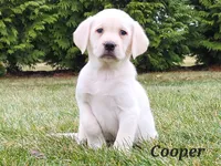 Cooper, a male Labrador Retriever for sale in Fort Wayne, IN – Photo 3 of 3
