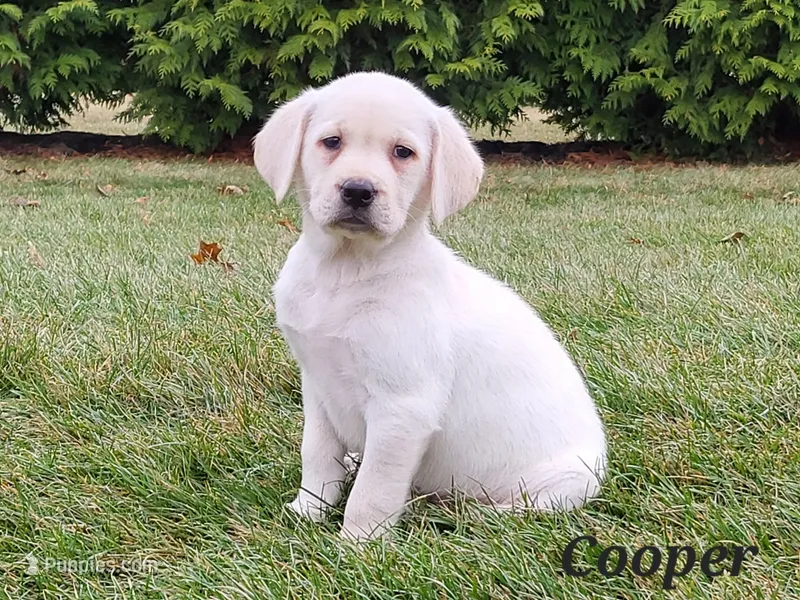Cooper
