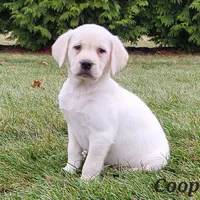 Cooper, a male Labrador Retriever for sale in Fort Wayne, IN – Photo 1 of 3