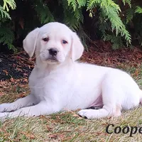Cooper, a male Labrador Retriever for sale in Fort Wayne, IN – Photo 2 of 3
