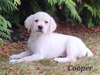 Cooper, a male Labrador Retriever for sale in Fort Wayne, IN – Photo 2 of 3