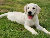 Jaxson, a male Labrador Retriever for sale in Fort Wayne, IN – Photo 2 of 2