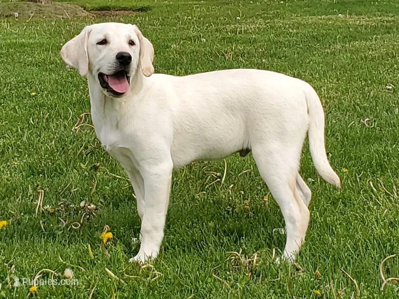 Jaxson, a male Labrador Retriever for sale in Fort Wayne, IN – Photo 1 of 2