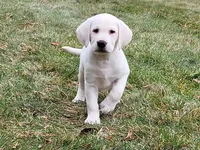 Carson, a male Labrador Retriever for sale in Fort Wayne, IN – Photo 1 of 3