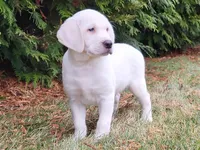 Carson, a male Labrador Retriever for sale in Fort Wayne, IN – Photo 2 of 3