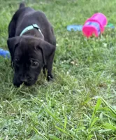 Ketch AKC orange collar-4th of July Special!, a male Cane Corso for sale in Seneca, MO – 6 of 10