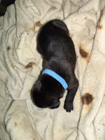 Rufus AKC blue collar, a male Cane Corso for sale in Seneca, MO – 10 of 10