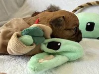 Jawa (Zippy), a male Brussels Griffon for sale in Seneca, MO – 1 of 10