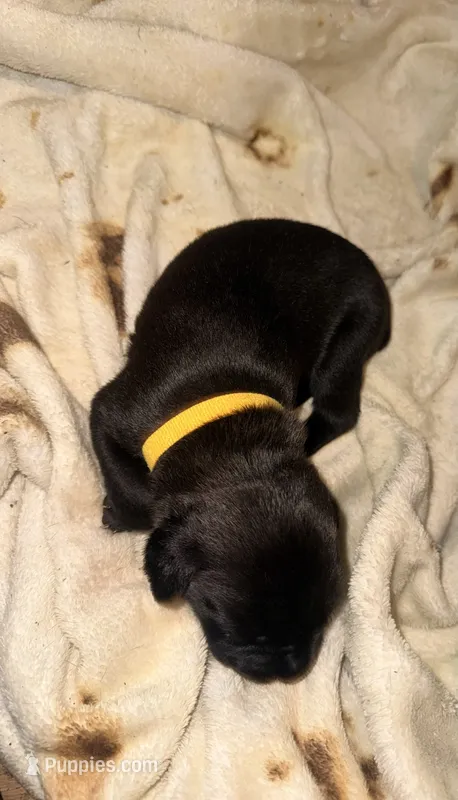 Crowley AKC yellow collar – Cane Corso puppy for sale in Seneca, MO