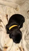 Crowley AKC yellow collar, a male Cane Corso for sale in Seneca, MO – 1 of 7