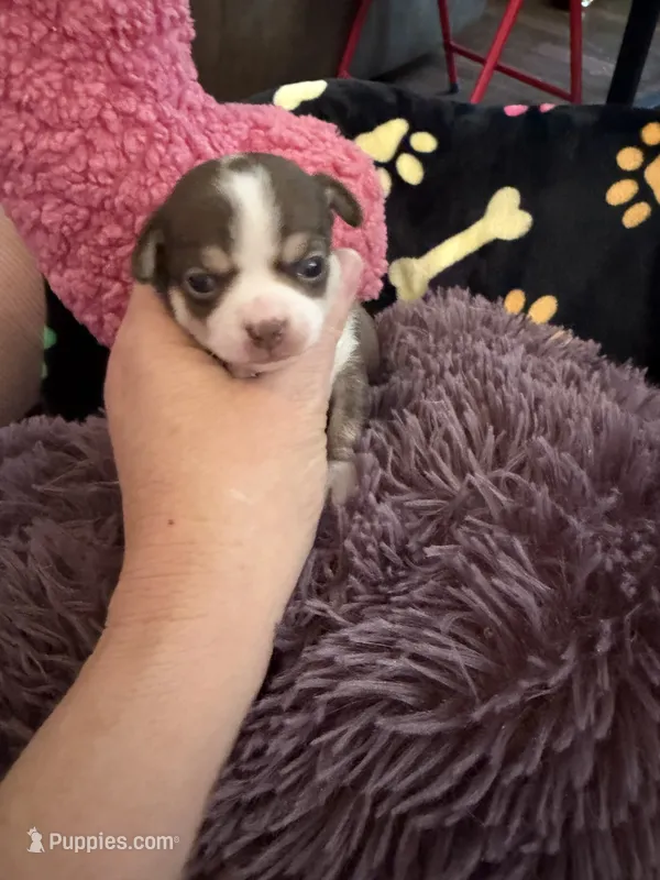 Christoff – Chihuahua puppy for sale in Seneca, MO