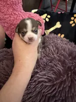 Christoff, a male Chihuahua for sale in Seneca, MO – 1 of 8