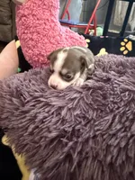 Christoff, a male Chihuahua for sale in Seneca, MO – 4 of 8