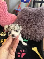 Louis akc, a male Chihuahua for sale in Seneca, MO – 8 of 10