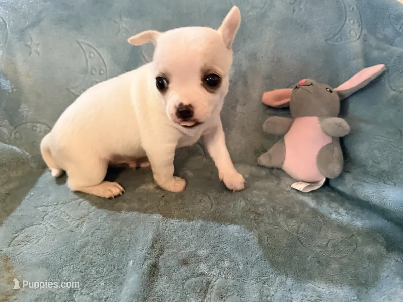 Olaf – Chihuahua puppy for sale in Seneca, MO