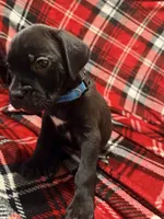 Rufus AKC blue collar - 4th of July Special!, a male Cane Corso for sale in Seneca, MO – 4 of 10