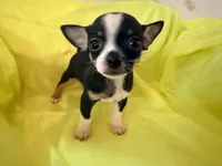 AKC Blackbeard, a male Chihuahua for sale in Seneca, MO – 6 of 8