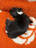 Salem, a male Chihuahua for sale in Seneca, MO – 3 of 5