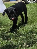 Cain AKC (age discount), a male Cane Corso for sale in Seneca, MO – 4 of 9