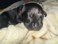 Cain AKC red collar, a male Cane Corso for sale in Seneca, MO – 5 of 7