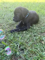 Rufus AKC blue collar - 4th of July Special!, a male Cane Corso for sale in Seneca, MO – 10 of 10