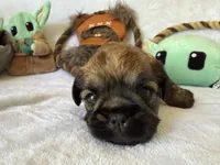 Darth Vader , a male Brussels Griffon for sale in Seneca, MO – 2 of 10
