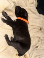 Ketch AKC orange collar, a male Cane Corso for sale in Seneca, MO – 6 of 8