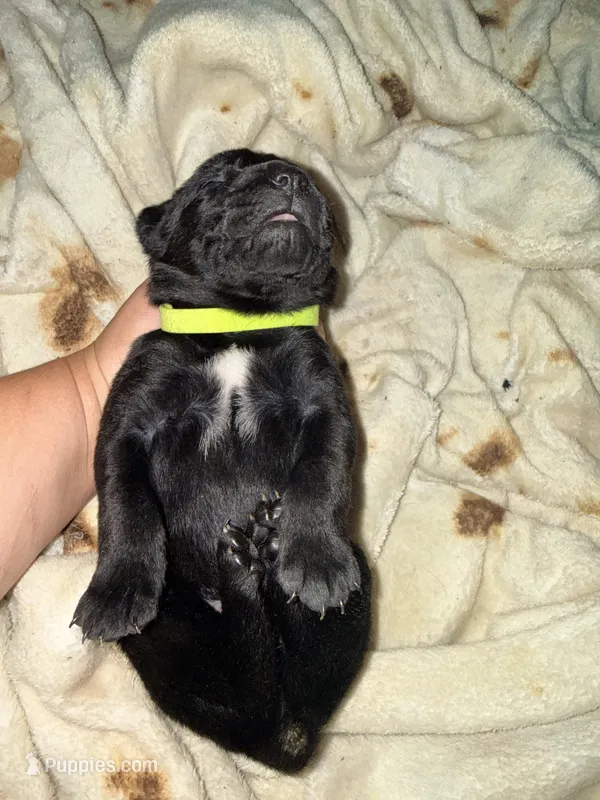 Dean AKC green collar – Cane Corso puppy for sale in Seneca, MO