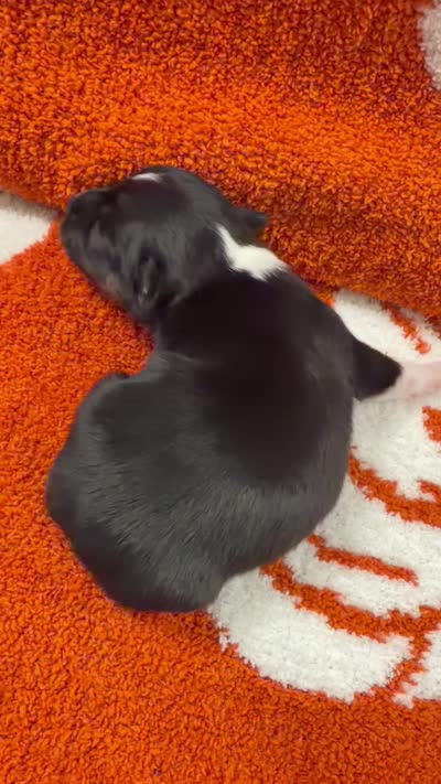Salem, a male Chihuahua for sale in Seneca, MO – 5 of 5