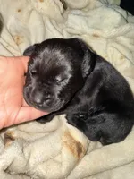 Dean AKC green collar, a male Cane Corso for sale in Seneca, MO – 4 of 8