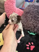 Gucci akc tiny, a female Chihuahua for sale in Seneca, MO – 7 of 9