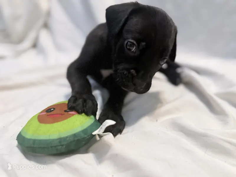 Rufus AKC blue collar -Delivery Special! – Cane Corso puppy for sale in Seneca, MO