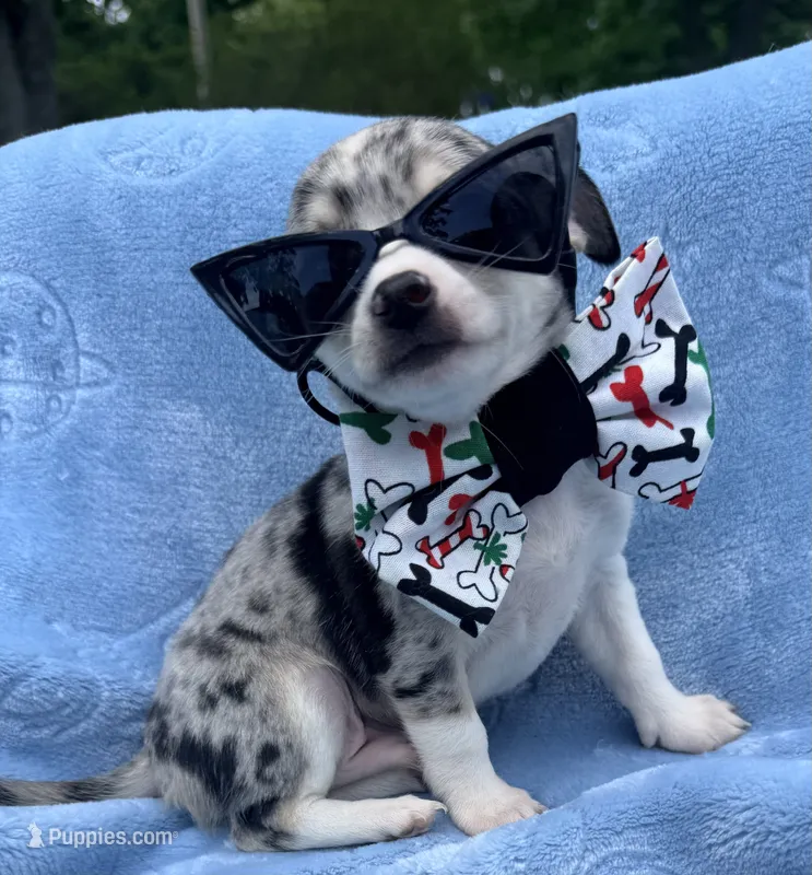 Louis akc – Chihuahua puppy for sale in Seneca, MO