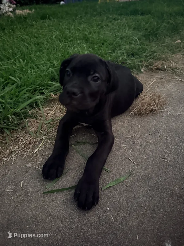 Rufus AKC blue collar  – Cane Corso puppy for sale in Seneca, MO