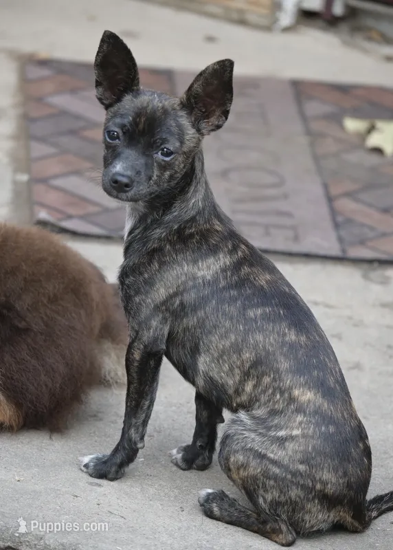 Betsy – Chihuahua puppy for sale in Seneca, MO