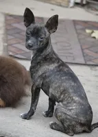 Betsy, a female Chihuahua for sale in Seneca, MO – 2 of 2