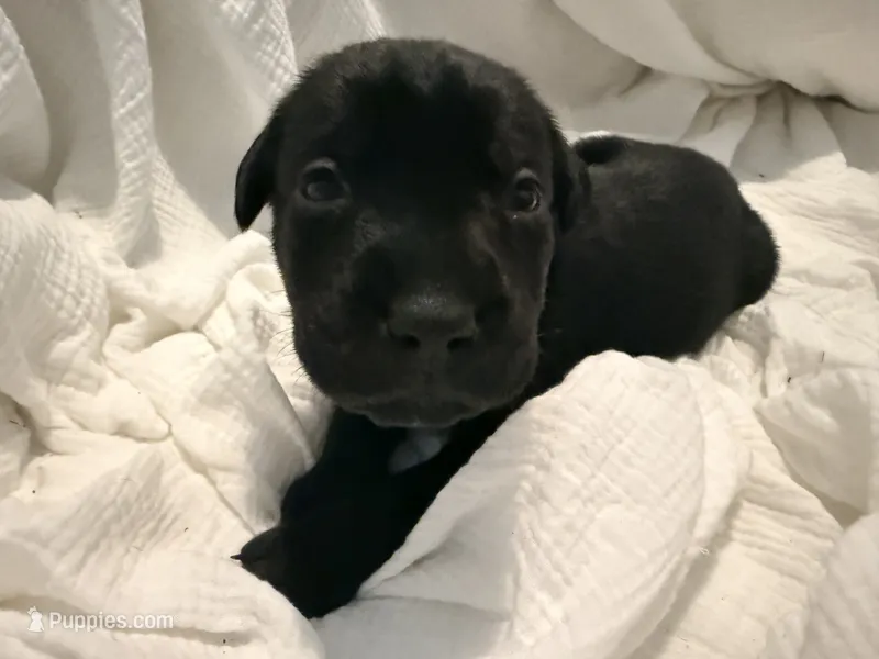 Dean AKC green collar-Delivery Special! – Cane Corso puppy for sale in Seneca, MO
