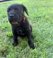 Cain AKC red collar- 4th of July Special!, a male Cane Corso for sale in Seneca, MO – 4 of 10