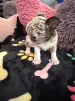 Gucci akc tiny, a female Chihuahua for sale in Seneca, MO – 4 of 9
