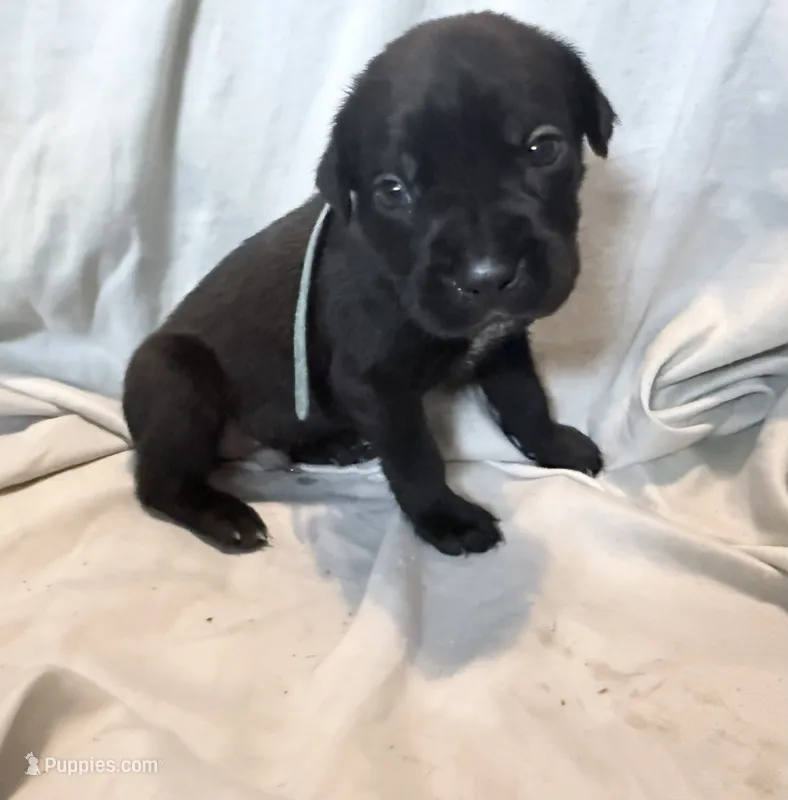 Rufus AKC blue collar -Delivery Special! – Cane Corso puppy for sale in Seneca, MO