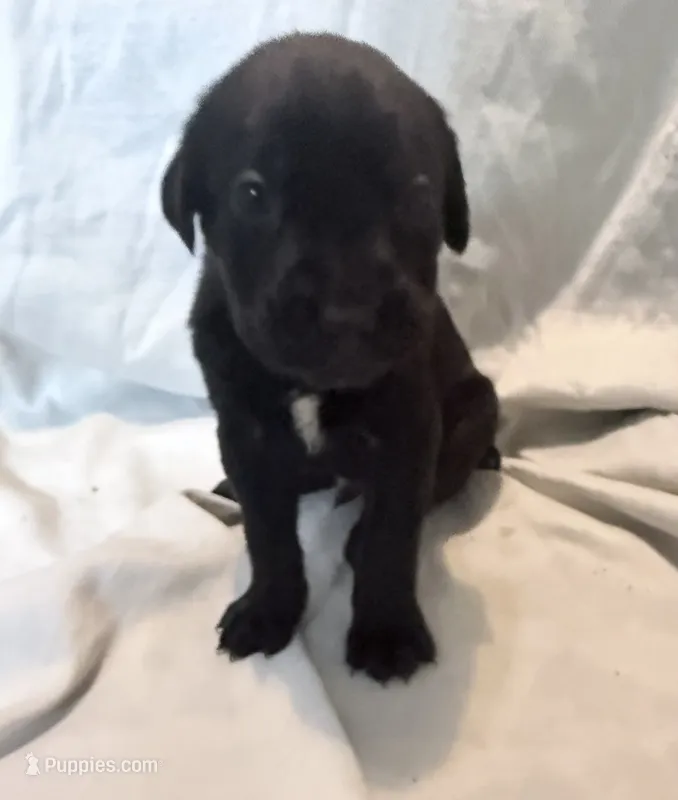 Dean AKC green collar-Delivery Special! – Cane Corso puppy for sale in Seneca, MO