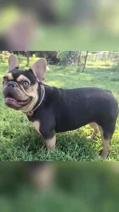 Athena, a female French Bulldog for sale in Seneca, MO – 6 of 6