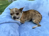 Roxy, a female Chihuahua for sale in Seneca, MO – 3 of 7