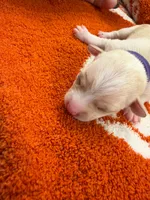 Luna, a female Chihuahua for sale in Seneca, MO – 2 of 5