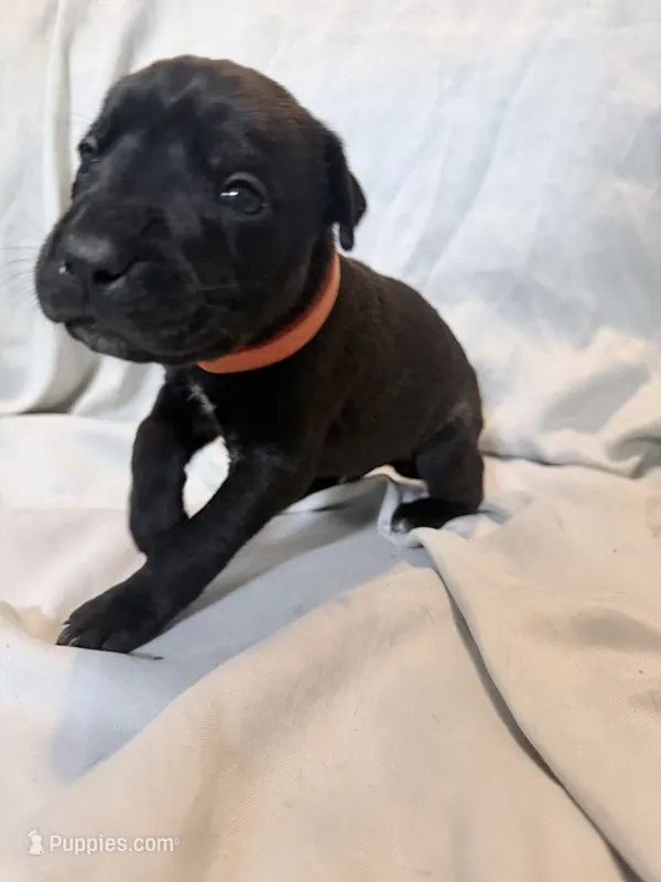 Ketch AKC orange collar-Delivery Special! – Cane Corso puppy for sale in Seneca, MO