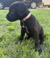 Crowley AKC yellow collar-4th of July Special!, a male Cane Corso for sale in Seneca, MO – 9 of 10