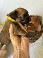 Darth Vader , a male Brussels Griffon for sale in Seneca, MO – 8 of 10